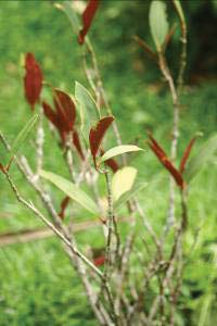 Gambar 4. Medinilla sp.4 permukaan daun bagian bawah berwarna ungu sampai tulang daunnya. Tulang daunnya menonjol di bawah permukaan daun. Buah berwarna merah kekuningan. 5. Medinilla sp.5 (Petak X.