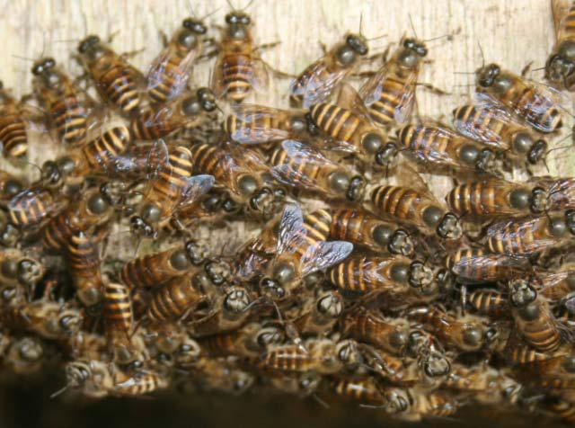 55 Gambar 6. Lebah Pekerja (sumber: foto observasi). Parameter penilaian kondisi dalam penangkaran lebah madu Apis cerana Fabr. di Desa Buana Sakti disajikan pada Tabel 5.