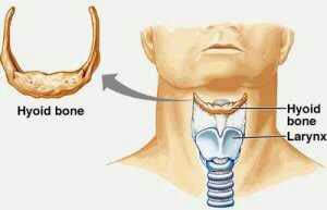 A B Gambar 3. Posisi tulang hyoid A. Pandangan lateral B. Pandangan anterior 34,35 2.3.2 Jenis Kelamin Kotsiomiti dkk (2005) melaporkan bahwa terdapat hubungan yang signifikan antara jenis kelamin dengan posisi lidah.