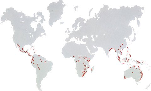 Gambar 1. Peta Penyebaran Pakis Dunia Sumber: www.cycadsforafrica.