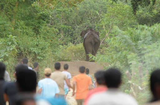 MENGGIRING GAJAH SUMATRA KEMBALI KE HUTAN Penanggulangan konflik gajah dan manusia di Desa Ie Jerneh dilakukan secara partisipatif oleh masyarakat di Kecamatan Sampoinet dengan mengembalikan gajah