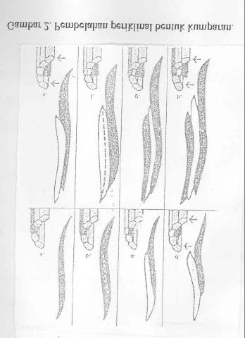 Gambar 2 menunjukkan bahwa proses pembelahan periklinal dimulai pada (a), dimana sebuah inisial bentuk kumparan bersiap-siap untuk mengadakan pembelahan ketika kromosom membagi dua, berpisah dan