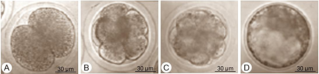 8 Total embrio tahap blastosis yang terbentuk dari oosit yang difertilisasi semen sapi bali lebih baik (p<0.