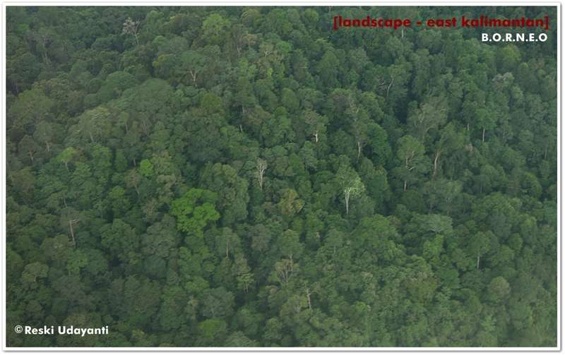 landscape hutan tropis borneo