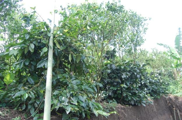 BAB VI PEMBAHASAN 6.1 Sebaran Perkebunan dan Produksi 6.1.1 Perkebunan Perkebunan Kopi Arabika di Kecamatan Kintamani diusahakan secara tumpang sari dengan jenis tanaman yang lainnya.