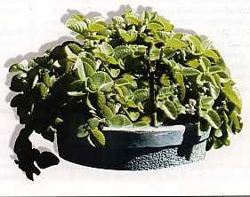 tumbuhan Prunella vulgaris L.) 15 g. Akar daun encok direbus terlebih dahulu selama 4 jam dengan air bersih secukupnya. Tambahkan air bila air rebusannya.berkurang.