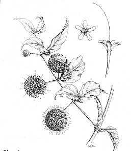 Gambir (Uncaria gambir (Hunter.) Roxb.) Sinonim : Ourouparia gambir Roxb. Nauclea gambir Familia : Rubiaceae. Tanaman perdu, tinggi 1-3 cm.