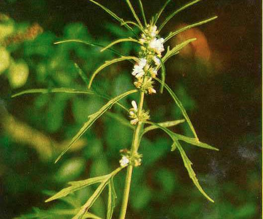Ginjean (Leonurus sibiricus L.) Sinonim : L. artemisia (Lour.) S.YHU. = L. heterophyllus, Sweet. Familia : Labiatae.