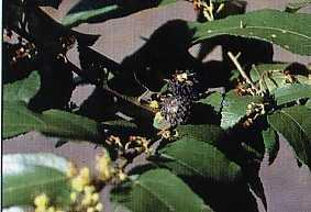 Jati Belanda (Guazuma ulmifolia Lamk, var. Tomentosa Schum.) Sinonim : Guazuyna tomentosa Kunth. Familia : Sterculiaceae. Tanaman pohon, tinggi lebih kurang 10 meter.
