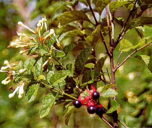 Kembang Bugang (Clerodentrum calamitosum L.) Familia : Verbenaceae Di Jawa, terdapat dari dataran rendah sampai 750 m dpl.