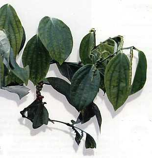 Lada (Piper nigrum L.) Familia : Piperaceae. Tanaman herba tahunan, memanjat. Batang bulat, beruas, bercabang, mempunyai akar pelekat, warna hijau kotor.