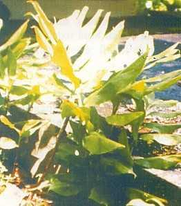 Lempuyang Gajah (Zingiber zerumbet (L.) J. E. Smith) Familia : Zingiberaceae Perawakan: herba rendah sampai tinggi, perennial, batang asli berupa rimpang di bawah tanah, tinggi lebih dari 1 m.