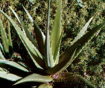 Lidah Buaya (Aloe Vera Linn.) Sinonim : Aloe barbadensis, Mill. Aloe vulgaris, Lamk.