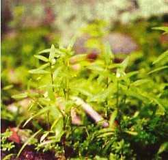 Lidah Ular (Hedyotis corymbosa (L.) Lamk) Herba, tegak atau condong, satu tahun (annual), sering bercabang mulal dari pangkal batangnya, tinggi 0,05-0,6 m.