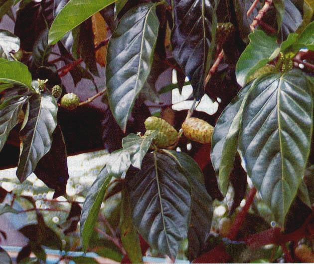 Mengkudu (Morinda citrifolia, Linn.) Sinonim : Bancudus latifolia, Rumph. Familia : Rubiaceae Mengkudu (MORINDA CITRIFOLIA) termasuk jenis kopi-kopian.