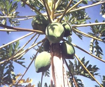 Pepaya (Carica papaya, Linn.) Familia : Cariccaceae Pepaya (carica papaya) merupakan tumbuhan yang berbatang tegak dan basah.