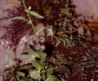 Sawi Langit (Vernonia cinerea (L.) Less.) Sinonim : Vernonia albicans, DC. = V. conyzoides, DC, = V. Iaxiflora, Less. = V. leptophylla, DC. = V.parviflora, Reinw. = V.rhomboidea, Edgew.