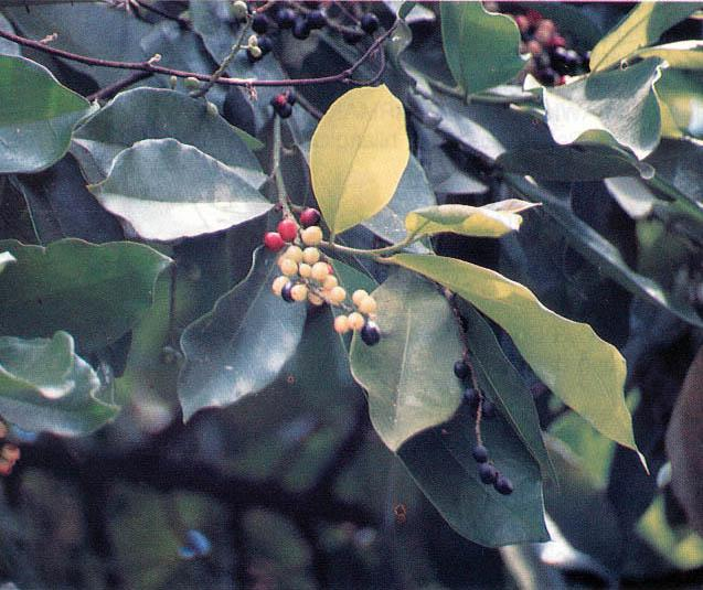 Buni (Antidesma bunius (L.) Spreng.) Familia: Euphorbiaceae Pohon buah, tinggi 15-30 m.
