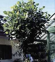 Dadap Serep (Erythirna subumbrans(hask.) Merr) Sinonim : Erythrina lithosperma Miq. non Bl. Familia : Papilionaceae (Leguminosae). Tumbuhan berupa pohon. Batang ada yang berduri dan ada yang halus.
