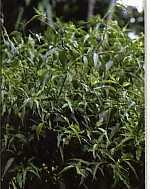Dandang Gendis (Clinacanthus nutans Lindau) Sinonim : Clinacanthus burmani Nees. Familia : Achantaceae. Tanaman perdu tahunan, tinggi lebih kurang 2,5 meter.