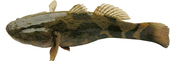 Ciri morfologis ikan betutu sebagai berikut (Gambar 1), mempunyai bentuk tubuh yang memanjang, berwarna kekuning-kuningan dengan bercak-bercak hitam ke abuabuan, kepala gepeng, mata besar dan mulut