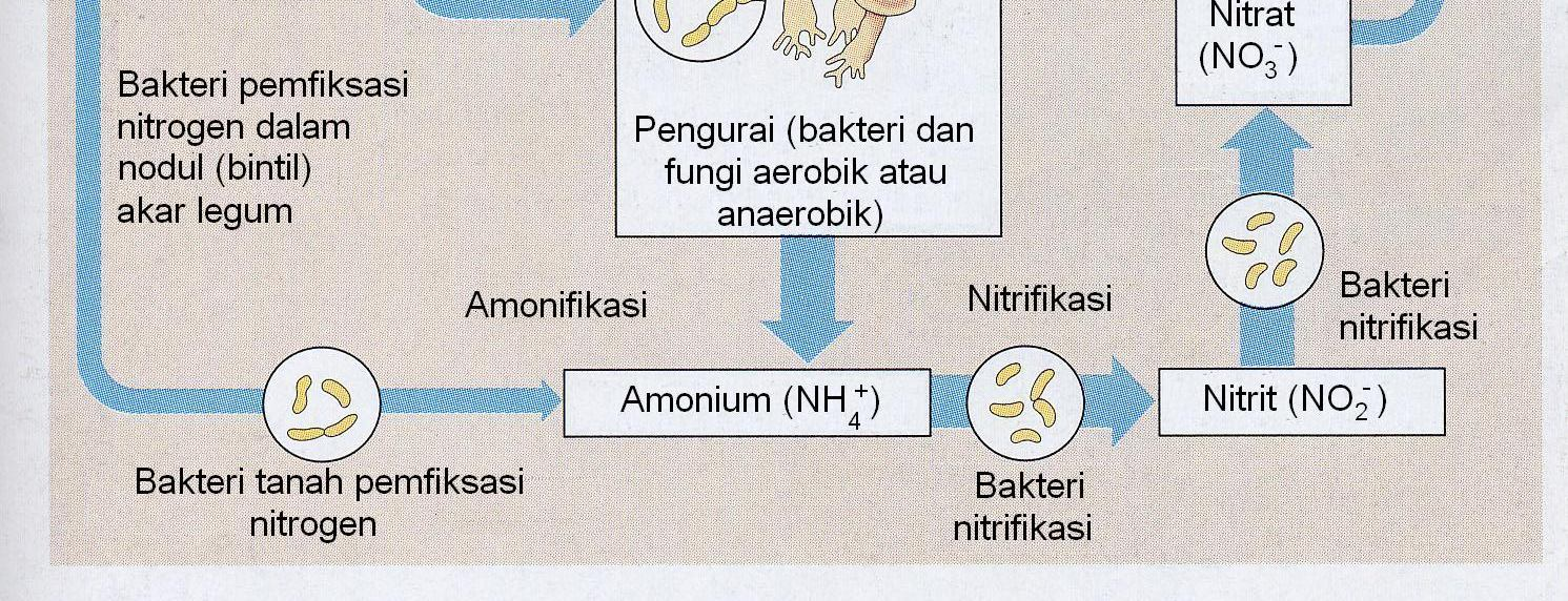 SIKLUS NITROGEN Lebar tanda panah menggambarkan jumlah relatif nitrogen Sebagian besar siklus nitrogen melalui jaring-jaring makanan diambil oleh tumbuhan dalam bentuk nitrat.