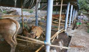 Kegiatan pengabdian masyarakat ini direncanakan bermitra Kelompok Tani Sari Utama yang diketuai oleh bapak I Wayan Galung. Mitra rata-rata menghasilkan 52,5 kg limbah kotoran sapi per hari.