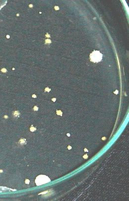 Pseudomonas putida Bacillus meghaterium Gambar 3.