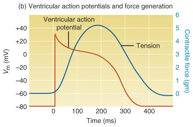 Action Potensial Durasi potensial aksi pada otot jantung jauh lebih lama dibanding otot kerangka. Tahap plateau ratusan milliseconds.