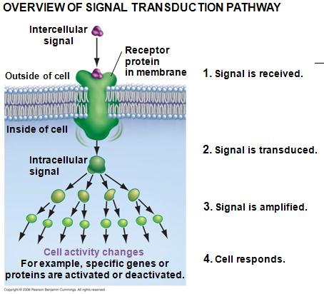 JENIS dan fungsi protein membran sel 3.