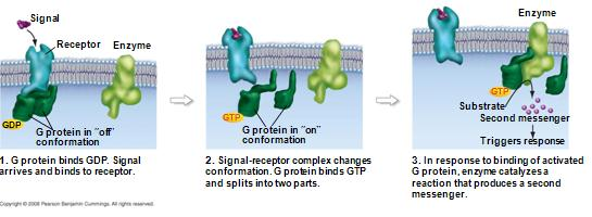 JENIS dan fungsi protein