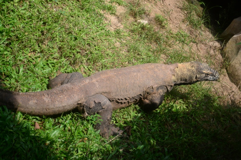 Gambar II.9 Kadal Panama dari Irian merupakan hewan reptil dari ordo Squamata Kadal biasa ditemukan di pesawahan. Hewan ini berkaki empat dan bersisik seperti hewan reptil lainnya.