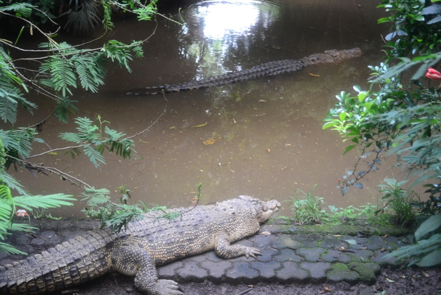 Reptil Ordo Crocodila Crocodila merupakan ordo yang mencakup reptil yang berukuran paling besar diantara yang lain.