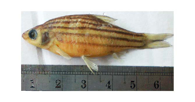 5 Gambar 3. Ikan senggiringan (P. johorensis) (Dokumentasi pribadi, 20