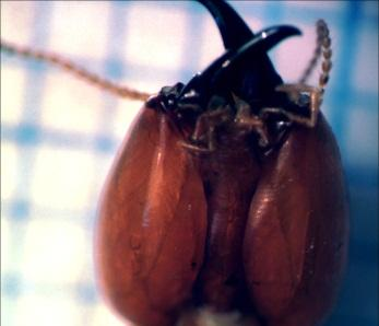 3 HASIL DAN PEMBAHASAN Ciri ciri Kasta Prajurit Rayap Tanah Tubuh rayap terdiri atas kepala, toraks dan abdomen (Gambar 1).