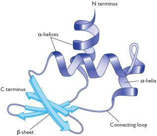 polipeptida melipat sendiri sehingga membentuk struktur tiga dimensi. Pelipatan ini dipengaruhi oleh interaksi antar gugus samping (R) satu sama lain (Winarno, 1991).