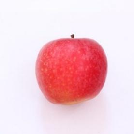 1. PENDAHULUAN Buah apel merupakan salah satu jenis buah apel yang ada di Indonesia dan sangat di gemari oleh masayarakat umum baik muda sampai tua suka mengonsumsi apel.