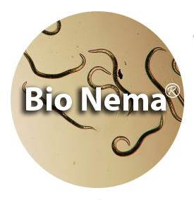 mengendalikan uret Lepidiota stigma. Kegiatan ini sebagai lanjutan dari kegiatan tahun 2013, yaitu pada tahun tersebut proses perijinan sampai pada tahap mendapatkan merk dagang Bio Nema GR. Gambar 7.