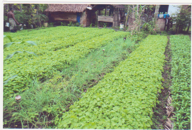 Bunga Rampai 51 diversifikasi pangan dan peningkatan kesejahteraan petani (Kementerian Pertanian, 2011).