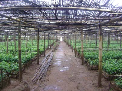 PELAKSANAAN DI LAPANG Pembibitan Aspek Teknis Pembibitan merupakan bagian penting dalam suatu usaha perkebunan teh. Bahan tanam untuk perkebunan teh seluruhnya berasal dari areal pembibitan.