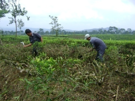 36 Kegiatan pemangkasan dilakukan oleh 10 pekerja selama 3-3.5 jam. Pemangkasan pada batang tanaman teh dilakukan dengan sekali tebas dengan arah tebasan miring sebesar 45 derajat.