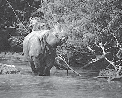 Gambar 2.9 Badak bercula satu dilindungi di Taman Nasional Ujung Kulon. Sumber: Dokumen Penerbit Saat ini, tingkah laku manusia banyak mempengaruhi proses seleksi alam.