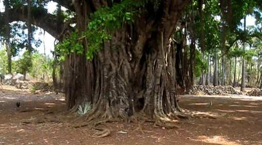 Gambar 3.2. Pohon Penyembahan Upacara Limbe III.4.1 Tempat Pelaksanaan Limbe Tempat upacara perayaan Limbe terdiri dari ritual dalam uma nitu, nde o dan ume no.