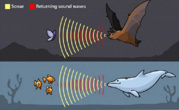 Sumber : www.hngn.com. Gambar 9.20 Lumba-lumba dan kelelawar. Daun telinga membantu hewan untuk menentukan arah dari mana suara tersebut datang dan akan dapat mendeteksi suara samar.