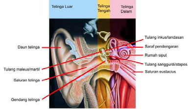 2. Dimanakah dapat kita temukan silia? 3. Struktur apakah yang berfungsi untuk menjaga keseimbangan tekanan pada telinga dalam dan mulutmu? 4.
