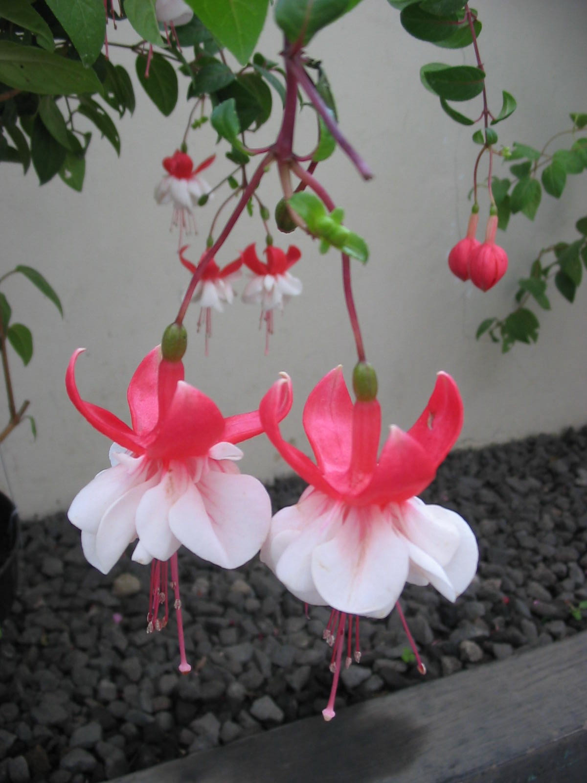 F. Perendaman Larutan pengawet : Chrystal AVB untuk carnation dan lily