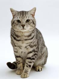 4 Gambar 1 Kucing domestik. Organ Reproduksi Kucing Alat kelamin jantan pada kucing terbagi dalam empat subbagian seperti karnivora pada umumnya.