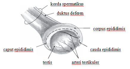 Testis kucing (Gambar 2) turun dan menempati skrotum antara minggu kedua dan ketiga setelah kelahiran. Epididimis melekat pada perbatasan dorsolateral dari testis.