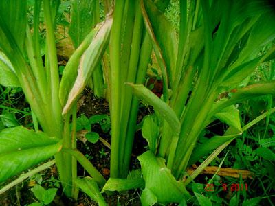 3 Kunyit Kunyit (Curcuma domestica Val.) merupakan salah satu tanaman rempah dan obat. Habitat asli tanaman kunyit meliputi wilayah Asia khususnya Asia Tenggara.