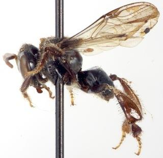 Lebah trigona ini lebih banyak ditemukan di wilayah tropis dengan iklim panas dibandingkan subtropis dengan 4 musimnya (Devanesan et al., 2002). b a Gambar 1. Individu lebah trigona (a.